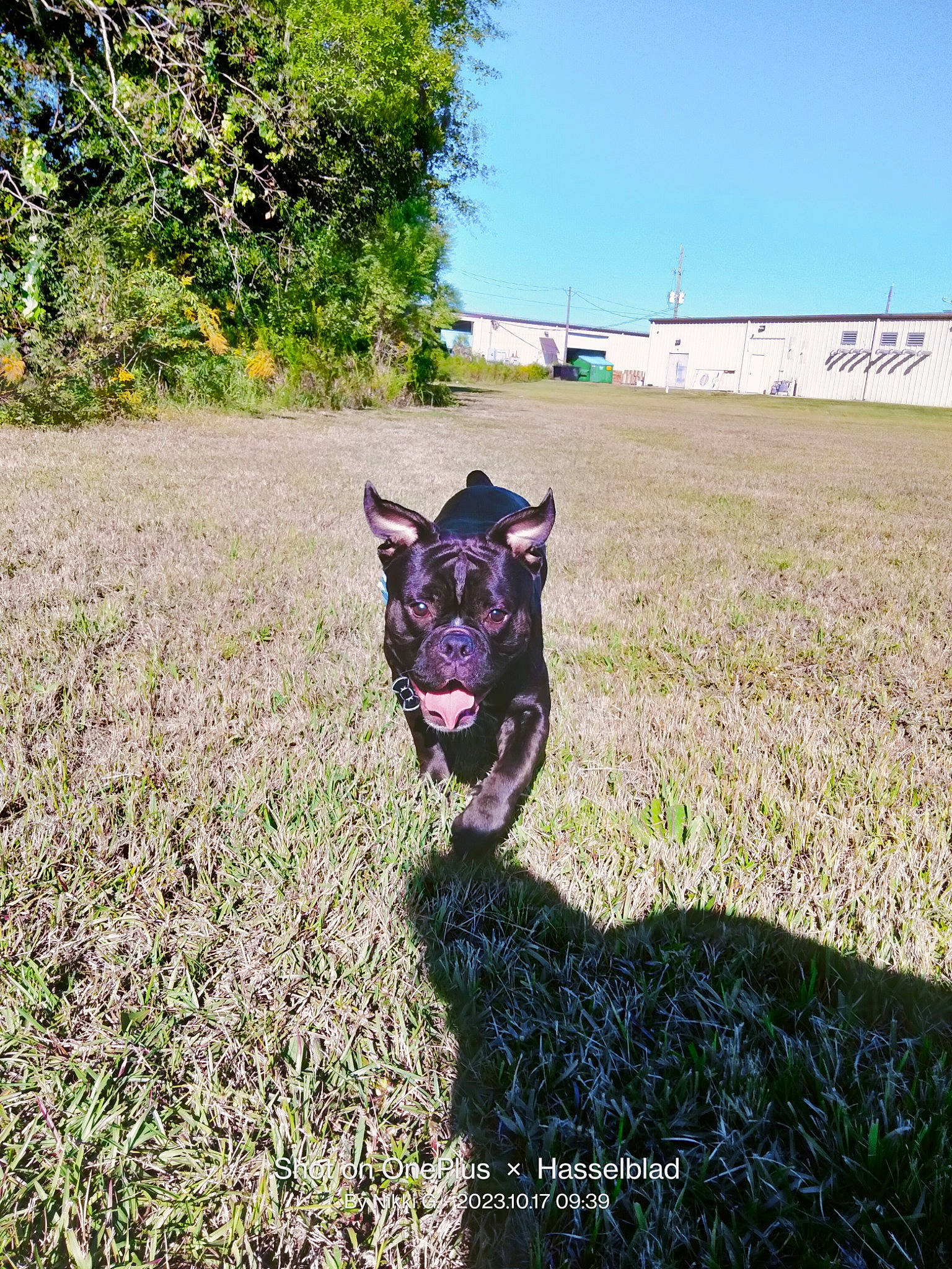 Tank is registered to the contest to win money with this photo: carnivore, companion_dog, dog, dog_breed, electric_blue, field, grass, grassland, herding_dog, landscape, pasture, plant, prairie, shadow, sky, soil, tail, tree, working_animal, working_dog