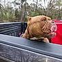 Sneakers is registered to the contest to win money with this photo: dog, brown_dog, wrinkles, tongue_out, truck_bed, outdoor, trees, playful, curious, pet, animal, canine, nature, vehicle, parked_vehicle, daylight, close_up, side_view, muzzle, ears