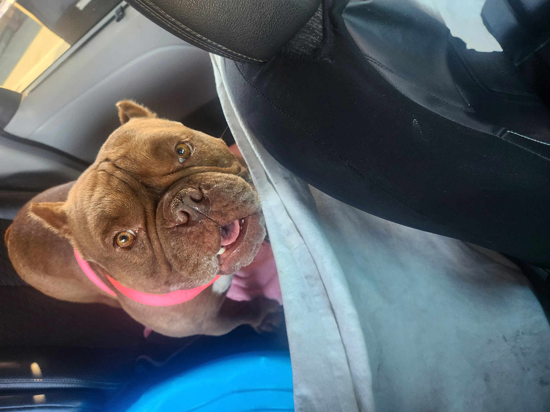 Sneakers is registered to the contest to win money with this photo: dog, brown_dog, pet, canine, car_interior, seat, collar, looking_up, wrinkled_face, tongue_out, animal, domestic_animal, transport, leather_seat, window, floor_mat, cute, closeup, indoor, vehicle