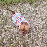 Sneakers joined the competition — help win amazing prizes! dog, pet, outdoor, grass, gravel, colorful_shirt, brown_dog, looking_up, tongue_out, close_up, canine, playful, animal, cute, summer, casual, friendly, walking, daylight, nature