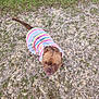 dog, pet, outdoor, grass, gravel, colorful_shirt, brown_dog, looking_up, tongue_out, close_up, canine, playful, animal, cute, summer, casual, friendly, walking, daylight, nature