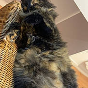 Namy a rejoint le concours — aidez-le/la à gagner de superbes lots ! cat, tortoiseshell, fluffy, feline, pet, indoor, wicker_chair, relaxed, sleepy, fur, animal, cozy, home, laying_down, paw, tail, whiskers, close_up, soft, resting