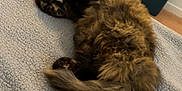Namy participe au concours pour gagner de l'argent avec cette photo : cat, fluffy, tortoiseshell, pet, sleeping, cozy, blanket, indoor, furniture, chair, floor, relaxed, tail, fur, domestic_animal, home, resting, animal, cute, soft
