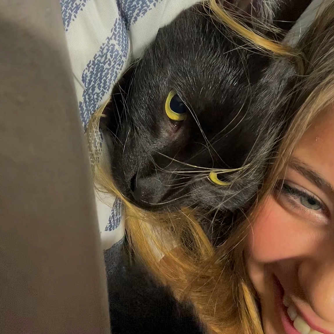 Paco a rejoint le concours — aidez-le/la à gagner de superbes lots ! animal, bed, black_cat, blanket, cat, close_up, comfort, cozy, face, friendship, hair, happy, indoor, intimate, person, pet, relaxation, smile, snuggling, whiskers