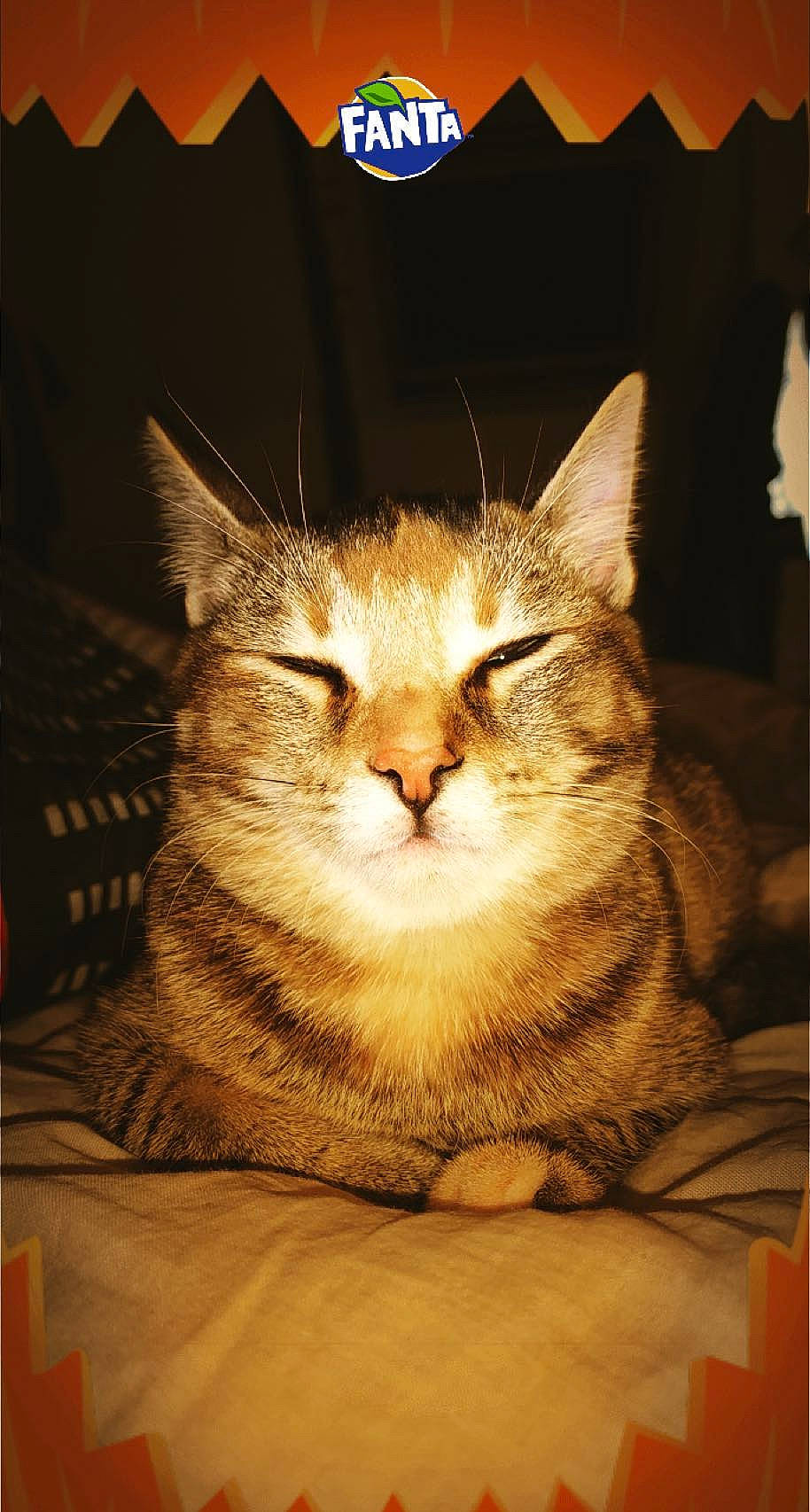 Nala participe au concours pour gagner de l'argent avec cette photo : carnivore, cat, comfort, domestic_short_haired_cat, fawn, felidae, fur, paw, small_to_medium_sized_cats, snout, whiskers, wildlife, window, wood