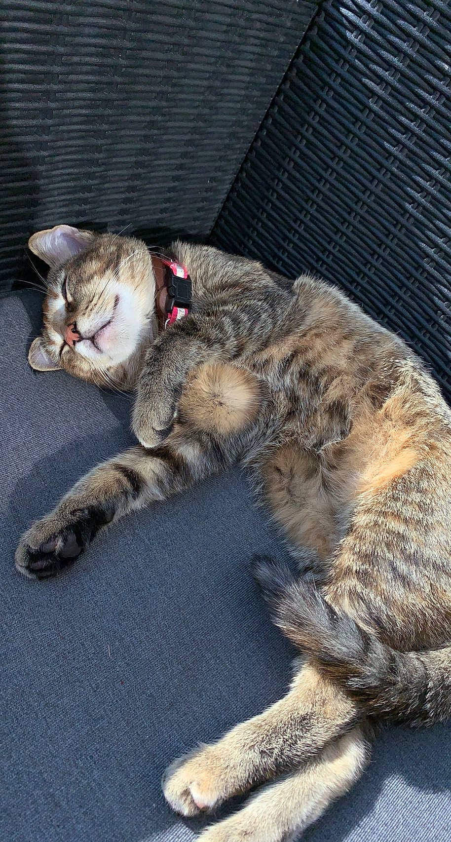 Nala participe au concours pour gagner de l'argent avec cette photo : asphalt, canidae, carnivore, cat, claw, collar, dog_breed, domestic_short_haired_cat, felidae, fur, nap, paw, road_surface, sleep, small_to_medium_sized_cats, snout, sporting_group, tail, terrestrial_animal, whiskers