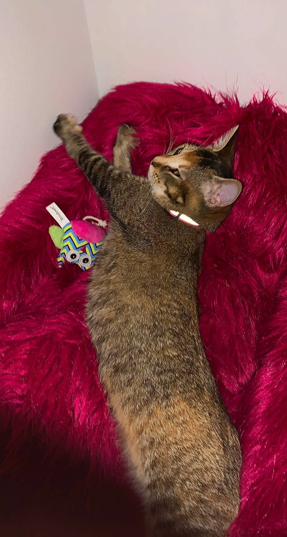 Nala a rejoint le concours — aidez-le/la à gagner de superbes lots ! art, black_cat, canidae, carnivore, cat, chartreux, claw, comfort, domestic_short_haired_cat, fawn, felidae, fur, grey, linens, magenta, nap, paw, small_to_medium_sized_cats, tail, whiskers