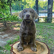 Marshall is registered to the contest to win money with this photo: puppy, dog, tree_stump, outdoor, grass, nature, river, greenery, leafy_trees, young_dog, pet, canine, summer, sunlight, backyard, animal, cute, sitting, fur, ears