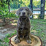 puppy, dog, tree_stump, outdoor, grass, nature, river, greenery, leafy_trees, young_dog, pet, canine, summer, sunlight, backyard, animal, cute, sitting, fur, ears