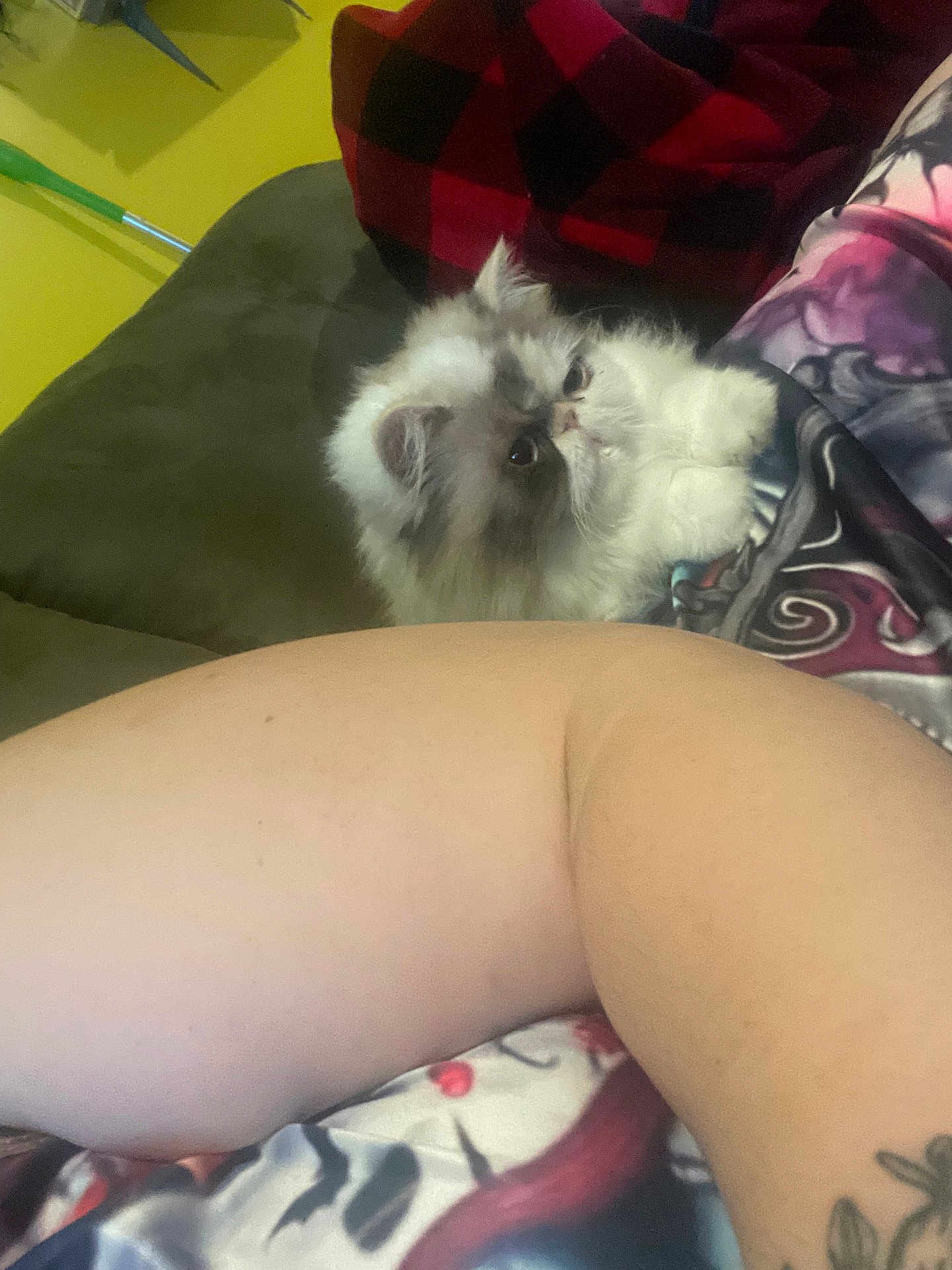 Phoenix is registered to the contest to win money with this photo: cat, fluffy_cat, white_cat, gray_cat, person_arm, tattoo, blanket, couch, pillow, indoor, pet, resting, furniture, closeup, animal, cute, fur, relaxing, home, cozy