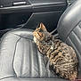 cat, tabby, leash, harness, car_seat, black_leather, pet, animal, feline, striped, domestic_cat, indoor, resting, side_view, whiskers, ears, fur, transportation, vehicle, seat