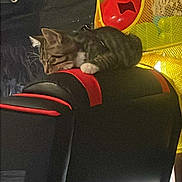 Tiger joined the competition — help win amazing prizes! cat, tabby_cat, chair, furniture, indoor, pet, animal, relaxing, resting, black, red, yellow, toy, mesh_basket, home, cozy, sleepy, paw, striped, domestic_cat