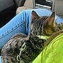 cat, tabby_cat, pet, animal, indoor, car_interior, lap, jeans, collar, harness, feline, fur, resting, comfort, person, clothing, seat, window, door_handle, green_shirt