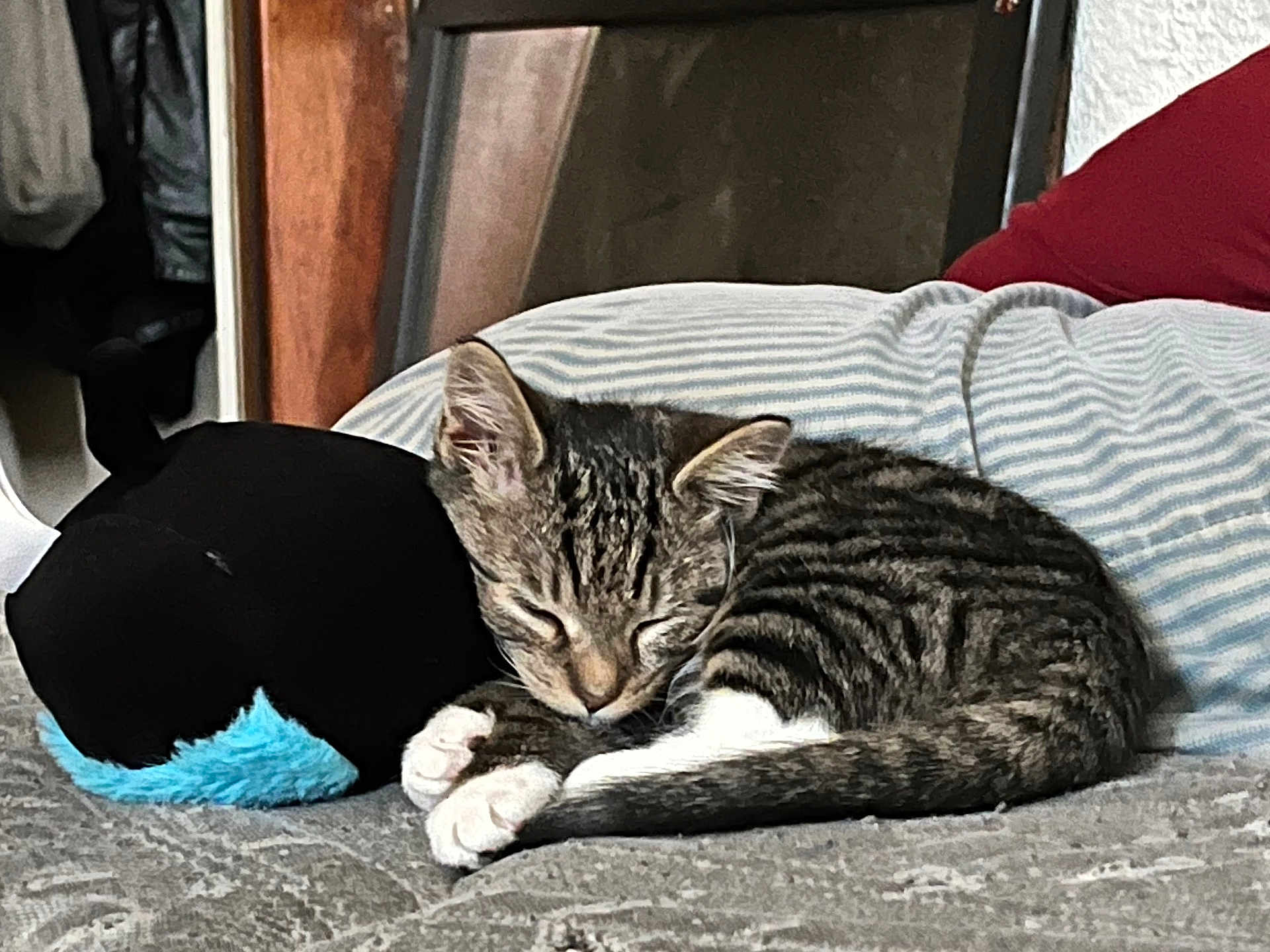 Tiger is registered to the contest to win money with this photo: blanket, closeup, cozy, cute, domestic_animal, feline, fur, home, indoor, kitten, paw, pet, plush_toy, relaxation, resting, sleeping, soft_texture, striped_pillow, tabby_cat, whiskers