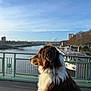 dog, brown, white, fur, bridge, river, water, sky, clouds, urban, city, fence, daytime, outdoor, pet, animal, side_view, calm, leash, nature