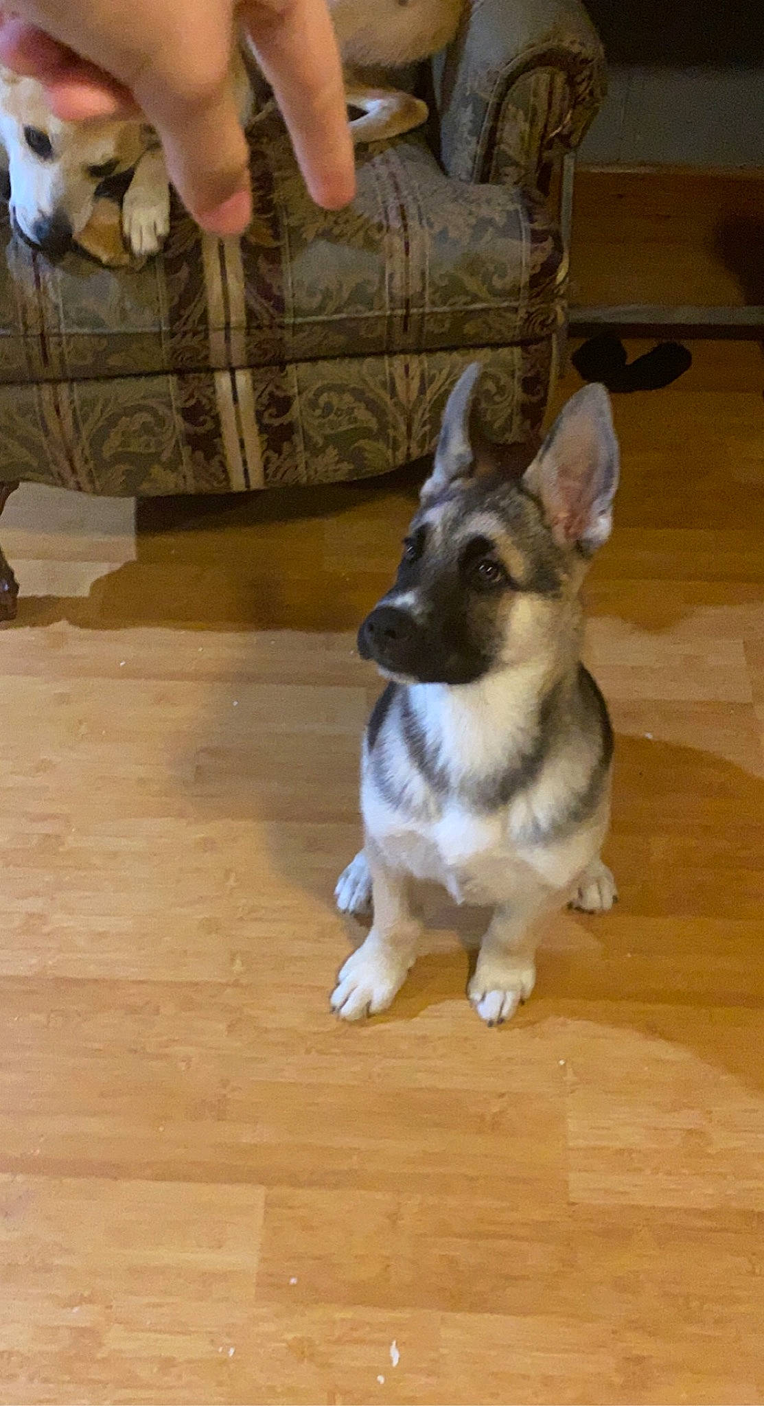 Ryuk joined the competition — help win amazing prizes! carnivore, comfort, companion_dog, dog, dog_breed, fawn, floor, flooring, foot, fur, hardwood, human_leg, paw, tail, toy_dog, varnish, whiskers, wood, wood_flooring, wood_stain