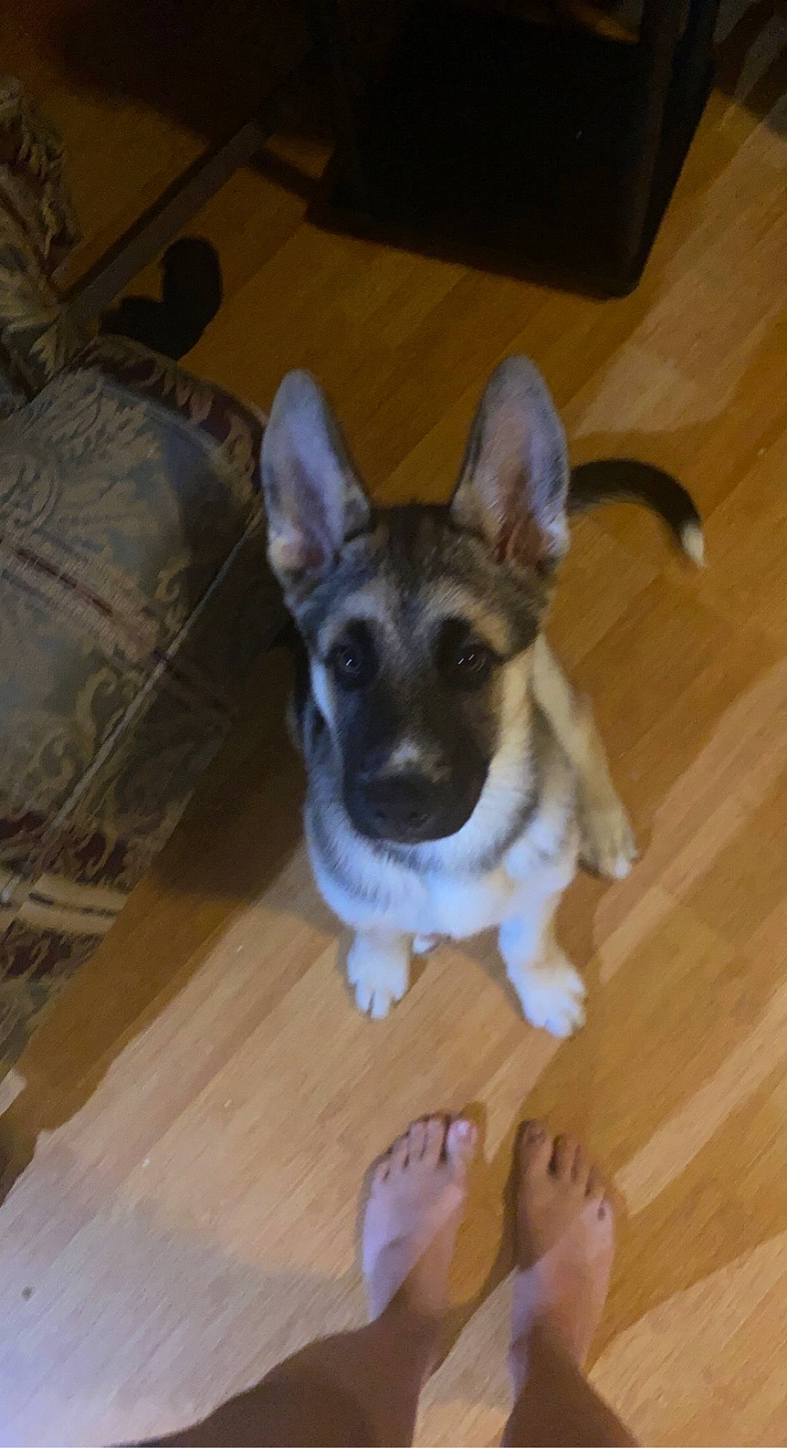 Ryuk joined the competition — help win amazing prizes! canidae, carnivore, comfort, companion_dog, dog, dog_breed, fawn, flooring, hardwood, paw, snout, sporting_group, tail, toy_dog, varnish, whiskers, wood, wood_flooring, wood_stain, working_animal