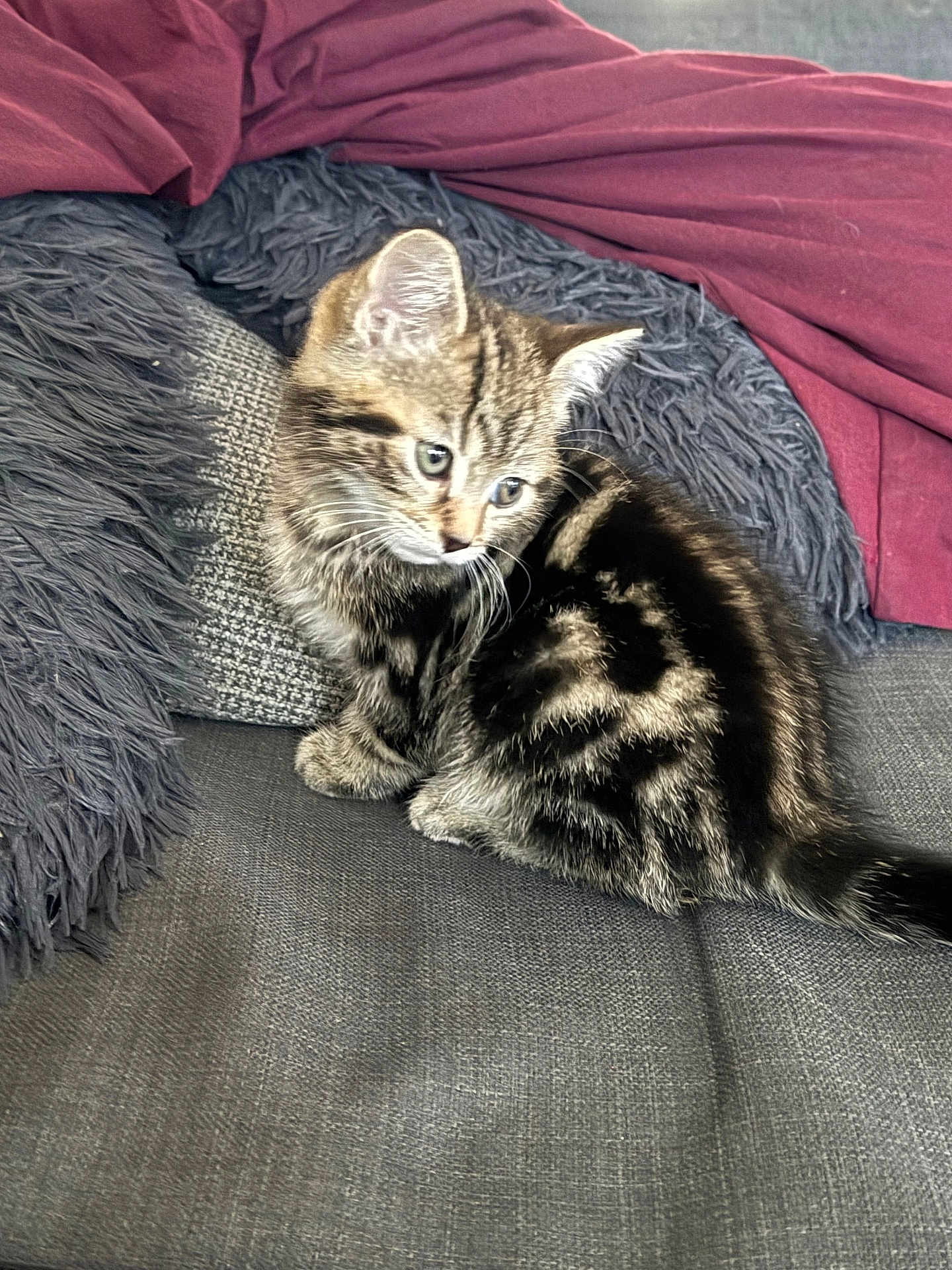 Michelle Lynock joined the competition — help win amazing prizes! kitten, cat, tabby, pet, feline, cute, young, fur, whiskers, ears, couch, pillow, blanket, indoor, cozy, sitting, curious, soft, home, animal