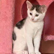 Mollie joined the competition — help win amazing prizes! kitten, cat, pet, animal, feline, pink, cat_tree, indoor, cute, young, sitting, fur, whiskers, ears, paws, playful, domestic, furniture, home, cozy