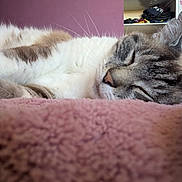 Justin a rejoint le concours — aidez-le/la à gagner de superbes lots ! animal, bedroom, blanket, cat, close_up, cozy, domestic_cat, face, feline, fur, home, indoor, peaceful, pet, pink, relaxed, resting, sleeping, soft_texture, whiskers