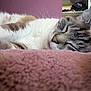 animal, bedroom, blanket, cat, close_up, cozy, domestic_cat, face, feline, fur, home, indoor, peaceful, pet, pink, relaxed, resting, sleeping, soft_texture, whiskers