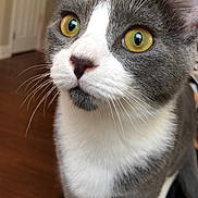 Chad is registered to the contest to win money with this photo: aegean_cat, american_wirehair, cat, cat_like_mammal, close_up, domestic_short_haired_cat, european_shorthair, eye, fauna, fur, kitten, nose, paw, small_to_medium_sized_cats, snout, snowshoe, whiskers