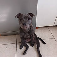 Vaïana a rejoint le concours — aidez-le/la à gagner de superbes lots ! alert, animal, canine, companion, cute, dog, domestic_animal, ears, floor, friendly, gray_dog, indoors, kitchen, looking_up, paw, pet, sitting, tail, tile_floor, young_dog