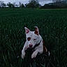 Talia participe au concours pour gagner de l'argent avec cette photo : dog, field, grass, outdoor, animal, pet, leaping, nature, cloudy_sky, greenery, ears, snout, collar, running, daylight, wild, mood, motion, fur, energy
