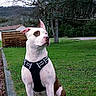 Talia a rejoint le concours — aidez-le/la à gagner de superbes lots ! dog, canine, white_dog, brown_patch, harness, grass, outdoor, nature, tree, leafless_tree, curb, park, sitting, pet, animal, quiet, calm, daylight, rural, scenery