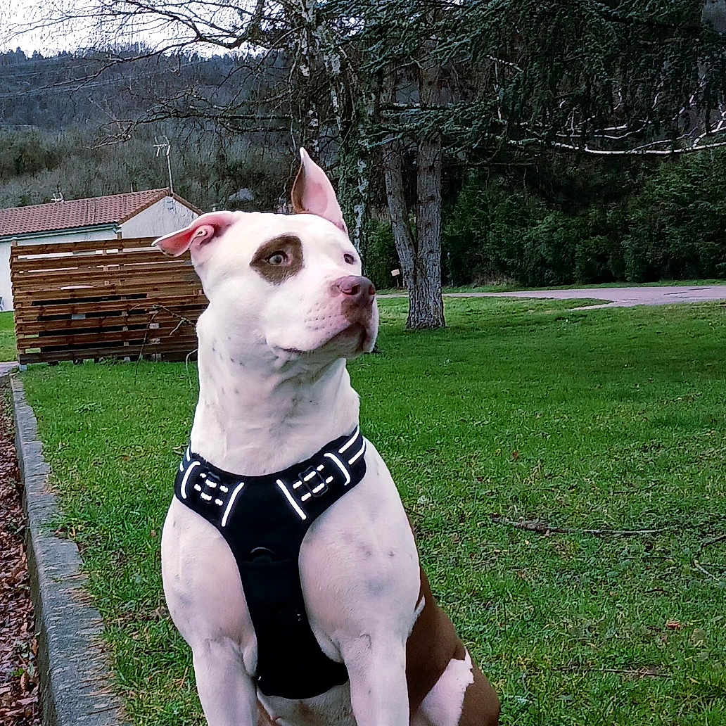 Talia