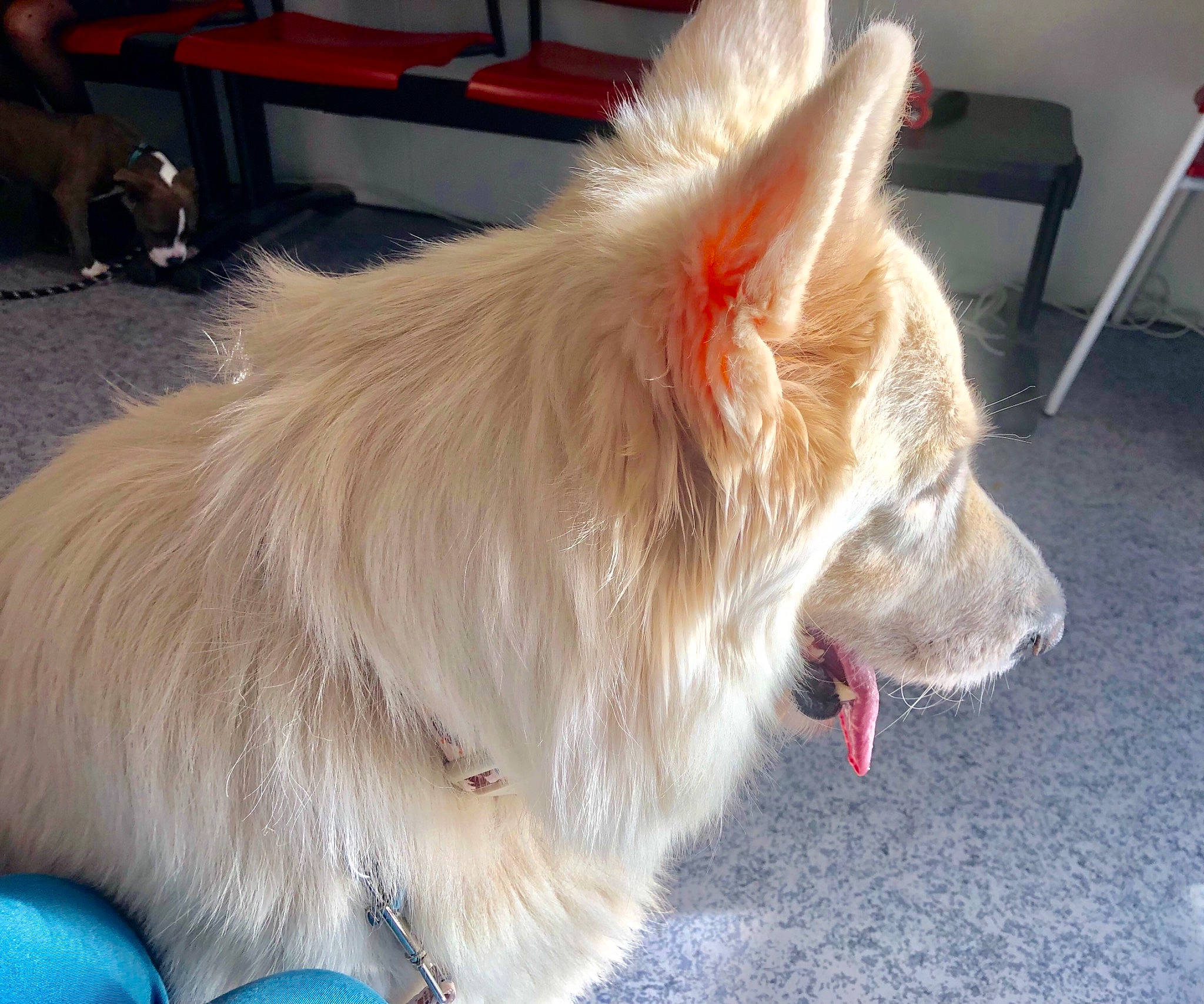 O Naia participe au concours pour gagner de l'argent avec cette photo : blue, canidae, carnivore, collar, companion_dog, dog, dog_breed, dog_collar, dog_supply, ear, fawn, fur, non_sporting_group, pet_supply, pomeranian, small_terrier, snout, sporting_group, tail, whiskers