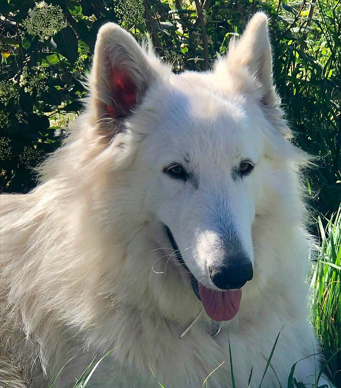 O Naia a rejoint le concours — aidez-le/la à gagner de superbes lots ! american_eskimo_dog, canidae, carnivore, companion_dog, dog, dog_breed, fang, giant_dog_breed, grass, indian_spitz, jaw, plant, samoyed, snout, sporting_group, terrestrial_animal, volpino_italiano, whiskers, working_animal, working_dog