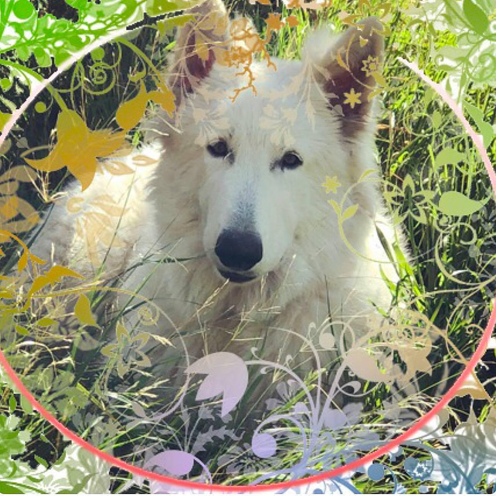 O Naia participe au concours pour gagner de l'argent avec cette photo : canidae, canis, canis_lupus_tundrarum, carnivore, companion_dog, dog, dog_breed, eye, felidae, fur, grass, nature, plant, samoyed, snout, sporting_group, terrestrial_animal, twig, wolf, working_animal