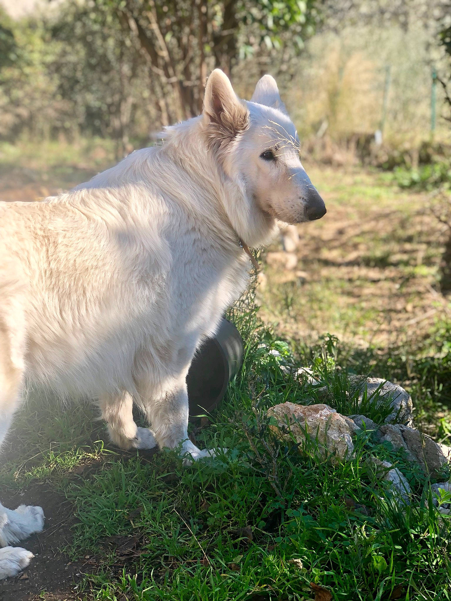 O Naia participe au concours pour gagner de l'argent avec cette photo : bovine, carnivore, dog_breed, fawn, felidae, fur, grass, grassland, groundcover, landscape, livestock, natural_landscape, pasture, plant, snout, tail, terrestrial_animal, tree, wildlife, working_animal
