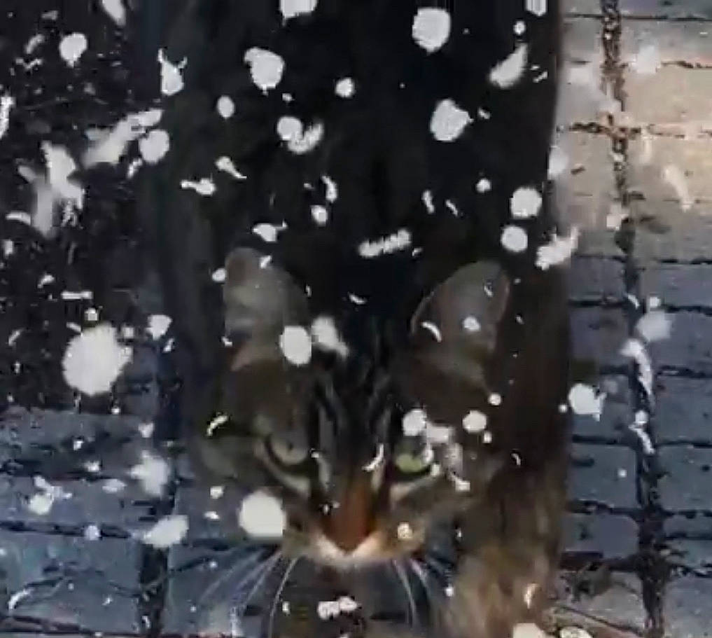 Misstee a rejoint le concours — aidez-le/la à gagner de superbes lots ! art, carnivore, cat, domestic_short_haired_cat, drop, felidae, fur, glass, grass, liquid, metal, pattern, precipitation, reflection, small_to_medium_sized_cats, snout, tail, whiskers, wildlife, winter