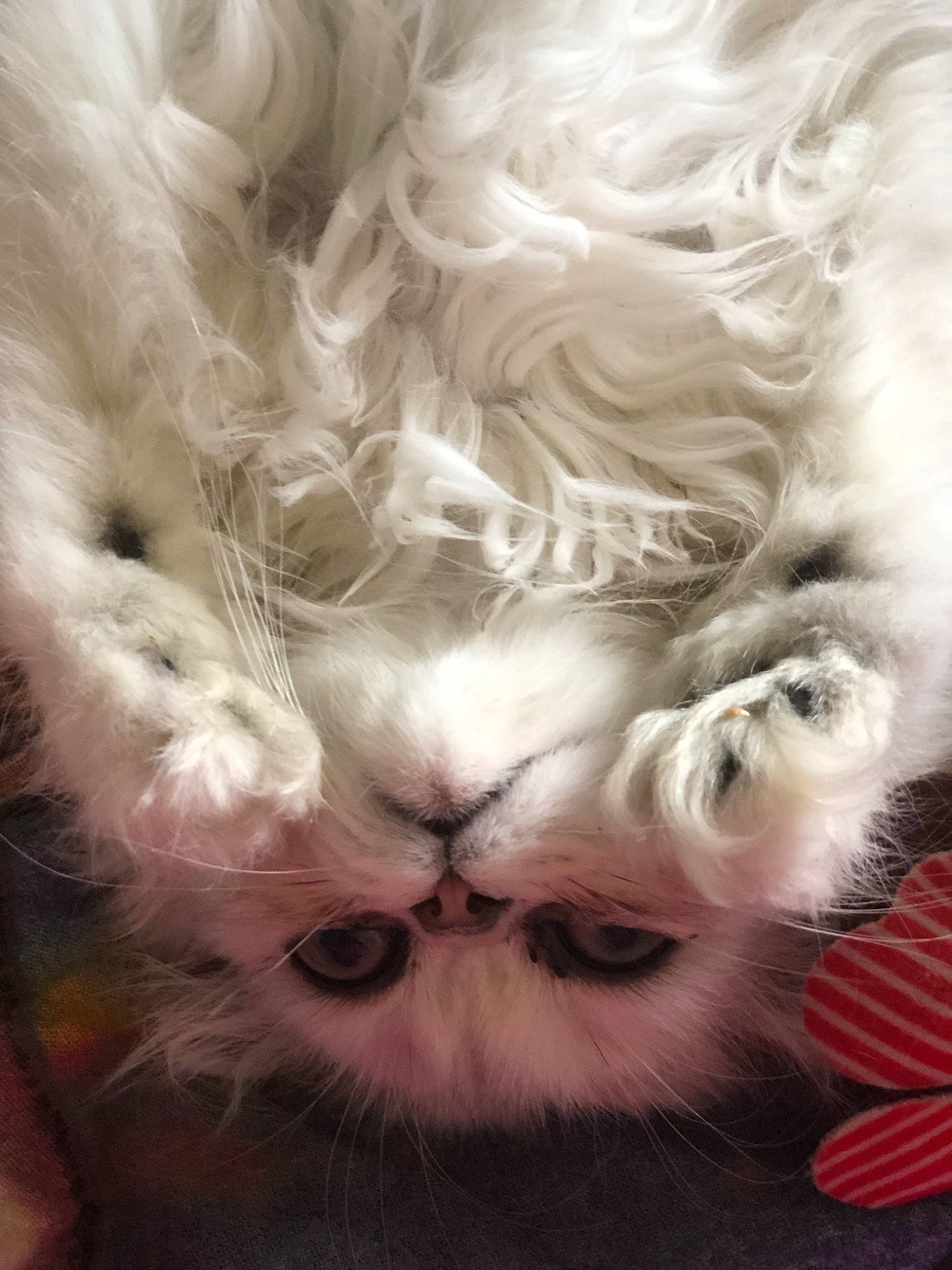 Rapsodie In White a rejoint le concours — aidez-le/la à gagner de superbes lots ! carnivore, companion_dog, dog_breed, dress, ear, eye, fawn, feather, felidae, hair, hand, head, headgear, human_body, jaw, petal, plant, small_to_medium_sized_cats, snout, whiskers