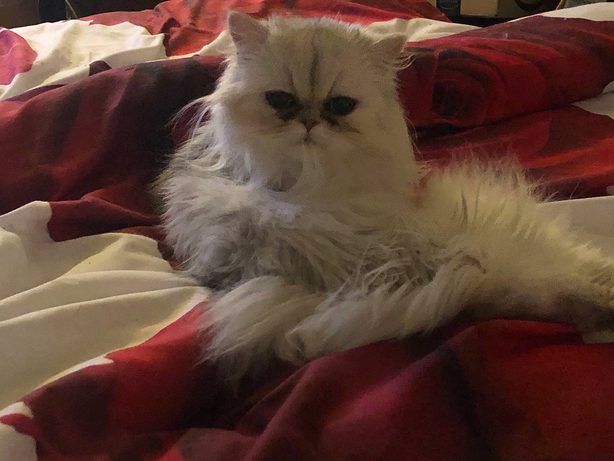 Rapsodie In White a rejoint le concours — aidez-le/la à gagner de superbes lots ! carnivore, cat, comfort, fawn, felidae, fur, paw, persian, selkirk_rex, small_to_medium_sized_cats, tail, terrestrial_animal, whiskers