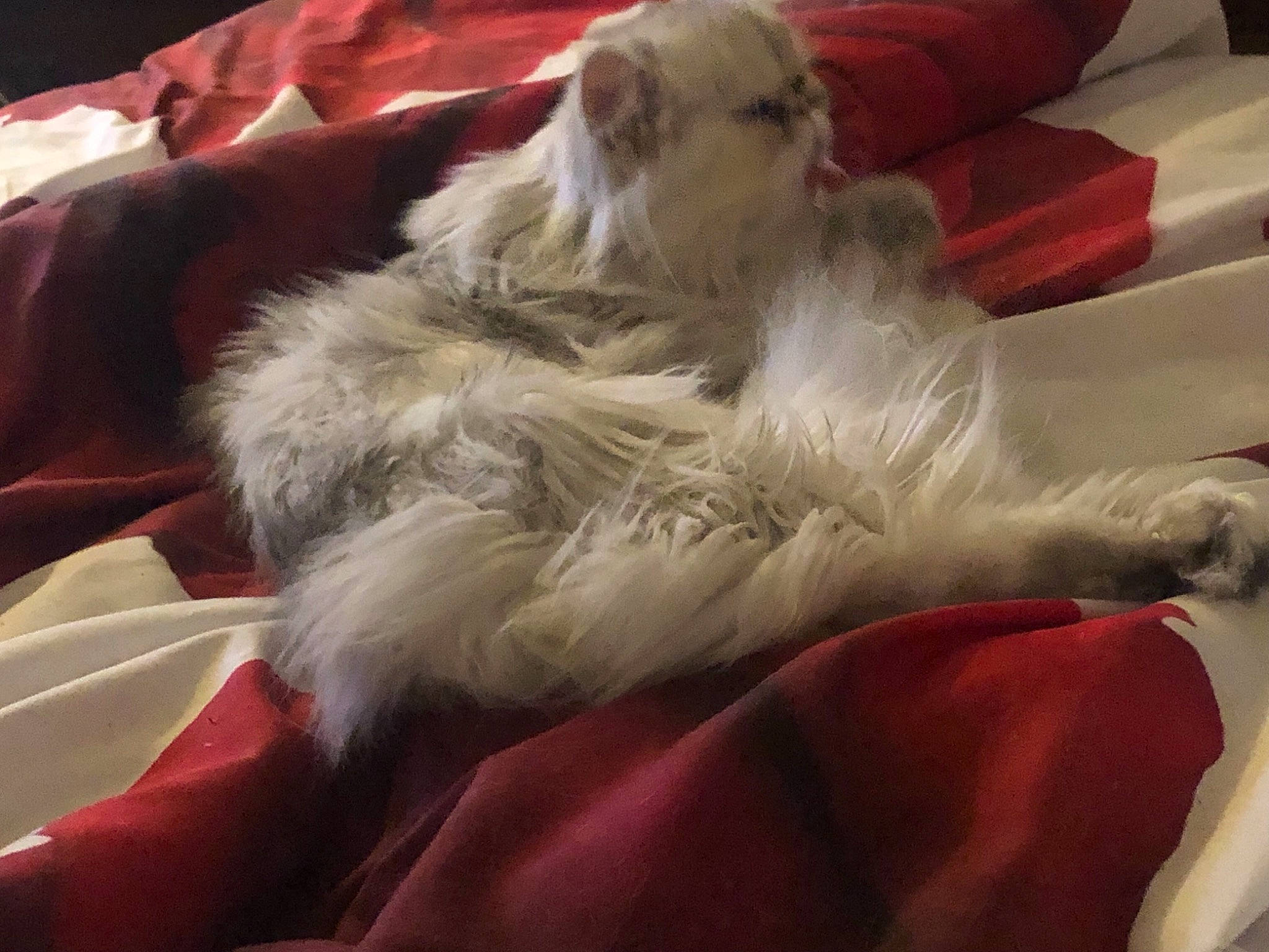 Rapsodie In White a rejoint le concours — aidez-le/la à gagner de superbes lots ! beard, canidae, carnivore, christmas, comfort, companion_dog, dog, dog_breed, event, facial_hair, felidae, fictional_character, fur, holiday, lap, santa_claus, sitting, sporting_group, terrier, toy_dog