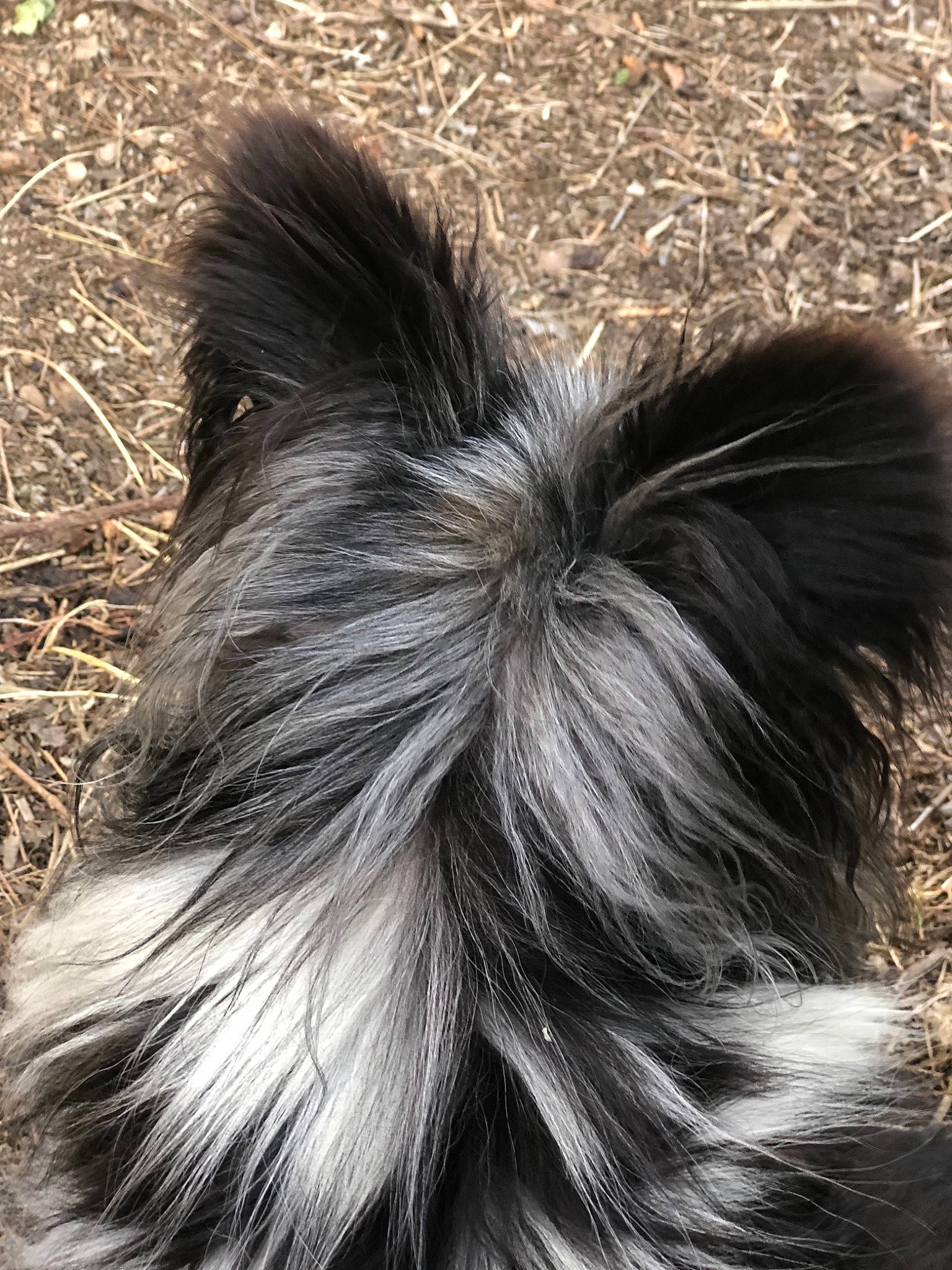 Fantasia participe au concours pour gagner de l'argent avec cette photo : companion_dog, dog_breed, ear, fashion_accessory, fawn, feather, fur, grass, hair_accessory, hair_tie, head, liver, snout, tail, terrestrial_animal, whiskers, wildlife