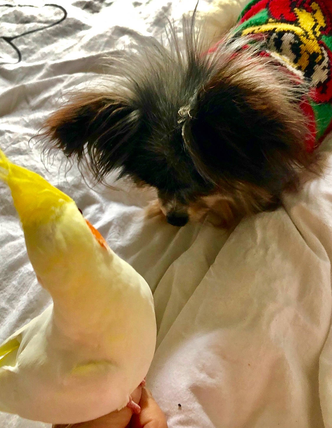 Fantasia participe au concours pour gagner de l'argent avec cette photo : bird, carnivore, comfort, companion_dog, dog, dog_breed, dog_supply, fawn, feather, felidae, fur, liver, small_terrier, snout, sporting_group, tail, terrier, toy_dog, whiskers, working_animal