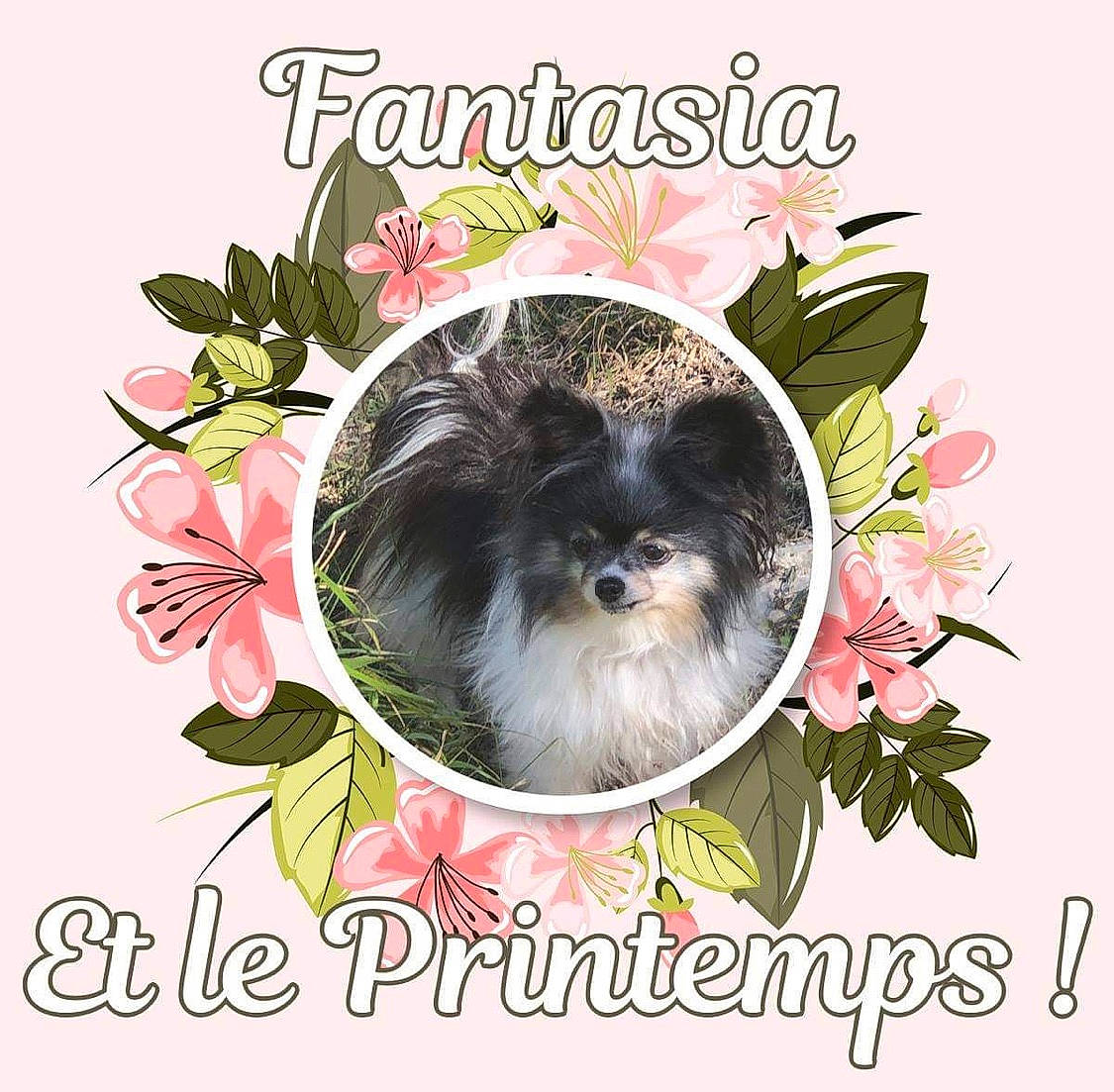 Fantasia participe au concours pour gagner de l'argent avec cette photo : botany, carnivore, companion_dog, creative_arts, cut_flowers, event, floral_design, flower, font, grass, greeting, happy, illustration, pattern, petal, photo_caption, pink, plant, poster, toy_dog