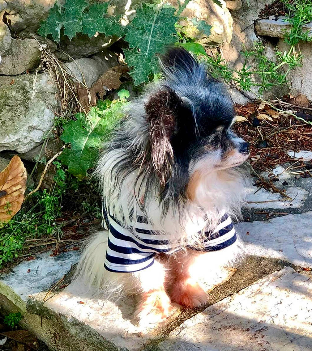 Fantasia a rejoint le concours — aidez-le/la à gagner de superbes lots ! beak, bird, canidae, carnivore, dog_breed, fawn, feather, felidae, foot, fur, grass, jungle, plant, sitting, soil, sporting_group, tail, terrestrial_animal, whiskers, wildlife