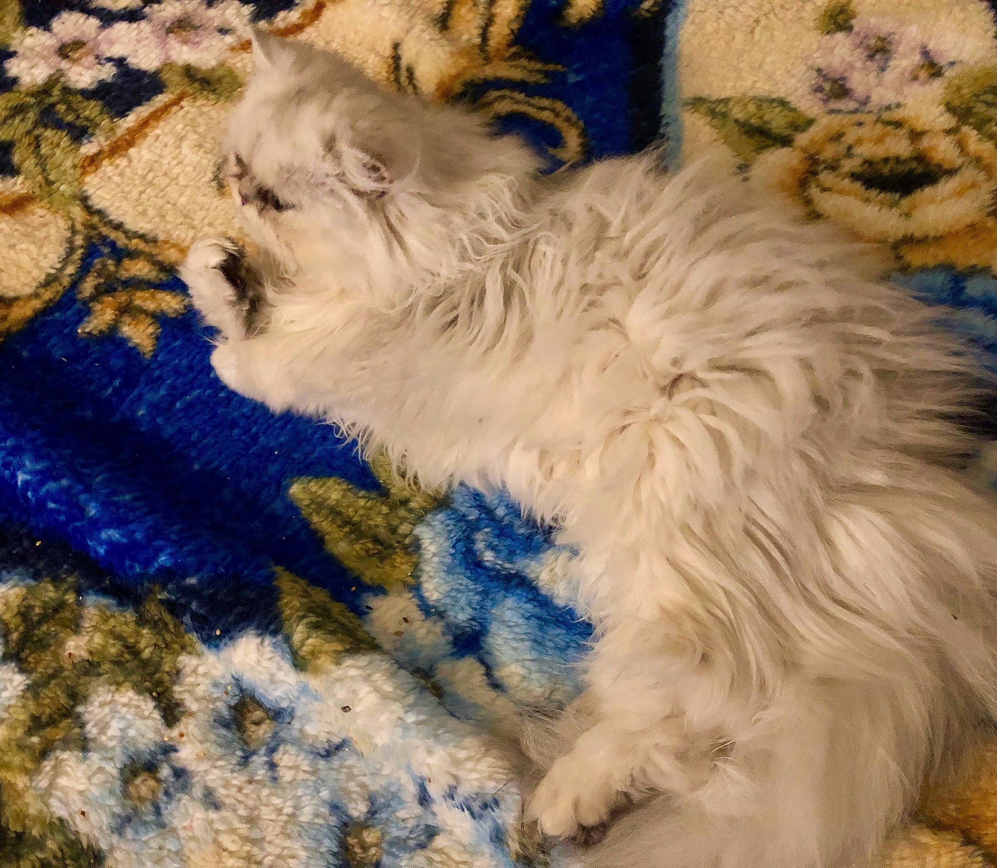 Reese Blue participe au concours pour gagner de l'argent avec cette photo : art, british_longhair, canidae, carnivore, cloud, companion_dog, dog_breed, felidae, flooring, fur, painting, paw, ragdoll, small_to_medium_sized_cats, tail, whiskers, wood, wool, working_animal, woven_fabric