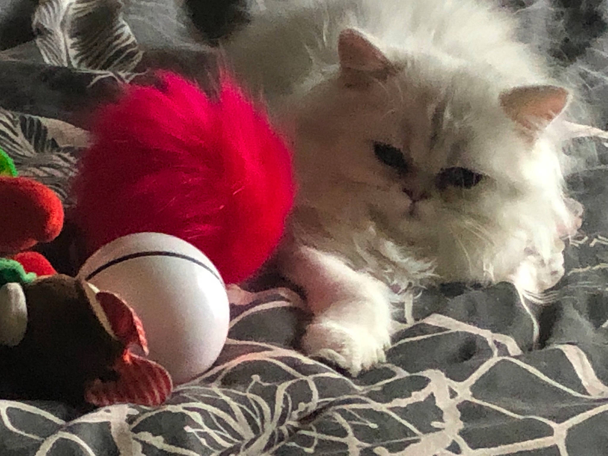 Reese Blue a rejoint le concours — aidez-le/la à gagner de superbes lots ! british_longhair, carmine, carnivore, cat, claw, close_up, comfort, fawn, felidae, fur, love, paw, petal, photo_caption, ragdoll, small_to_medium_sized_cats, tail, terrestrial_animal, textile, whiskers