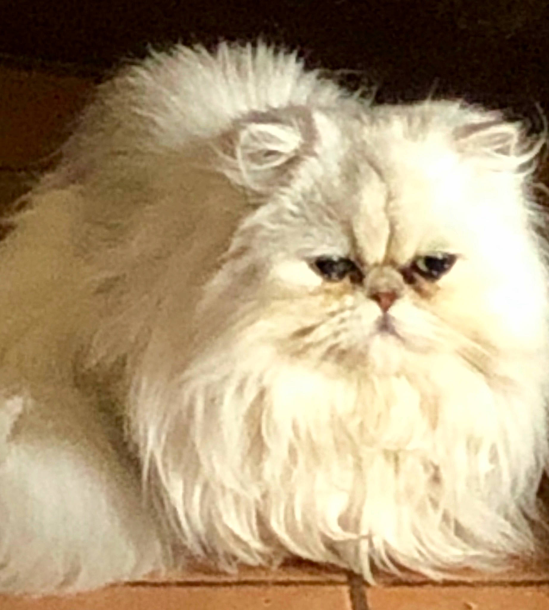 Reese Blue a rejoint le concours — aidez-le/la à gagner de superbes lots ! british_longhair, carnivore, cat, felidae, fur, persian, petal, plant, small_to_medium_sized_cats, snout, whiskers