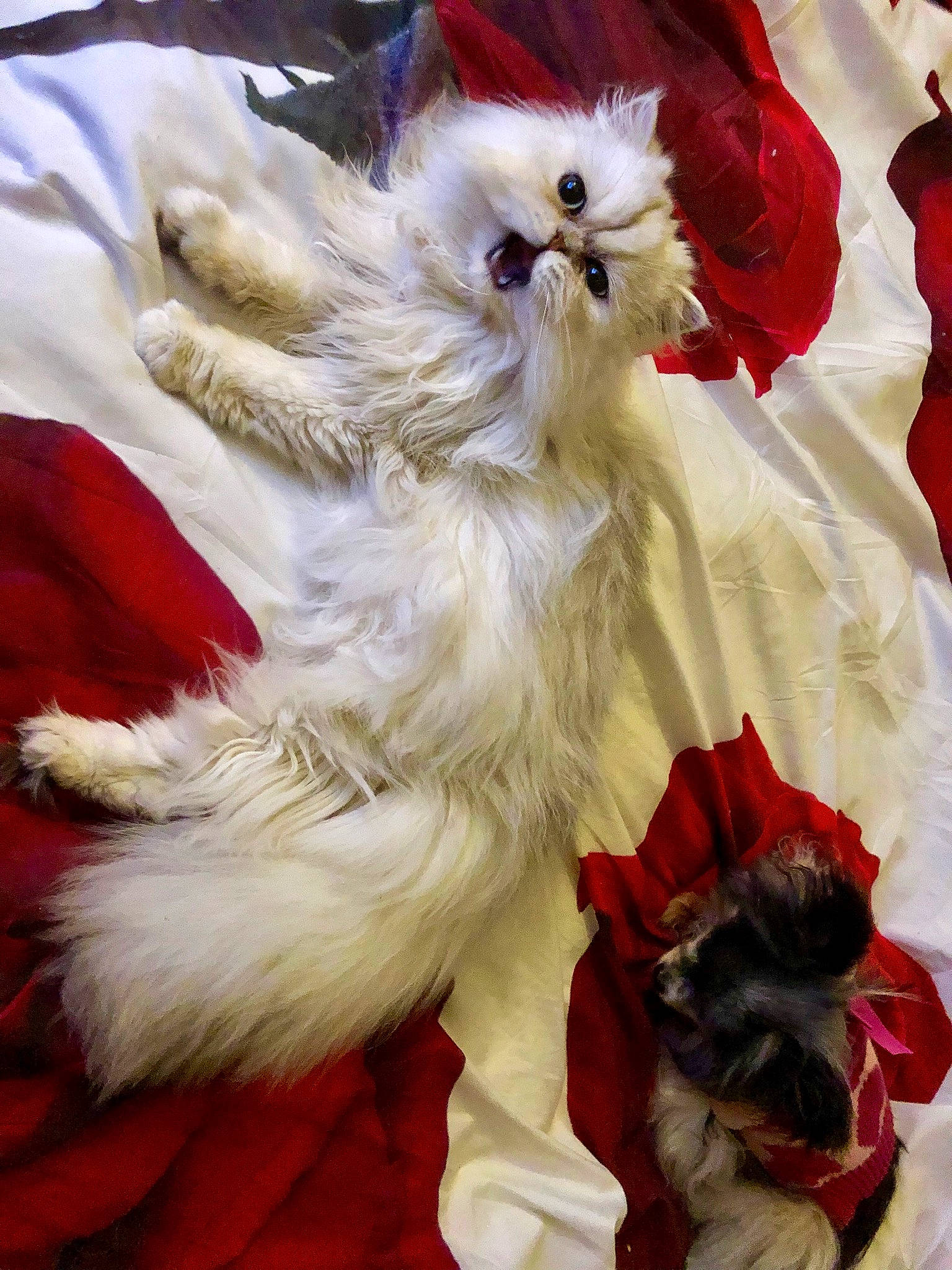 Reese Blue a rejoint le concours — aidez-le/la à gagner de superbes lots ! carnivore, companion_dog, dog, dog_breed, dog_supply, fashion_accessory, felidae, fur, paw, petal, small_to_medium_sized_cats, terrier, toy_dog, whiskers, white