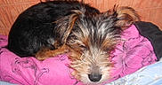 Habby participe au concours pour gagner de l'argent avec cette photo :