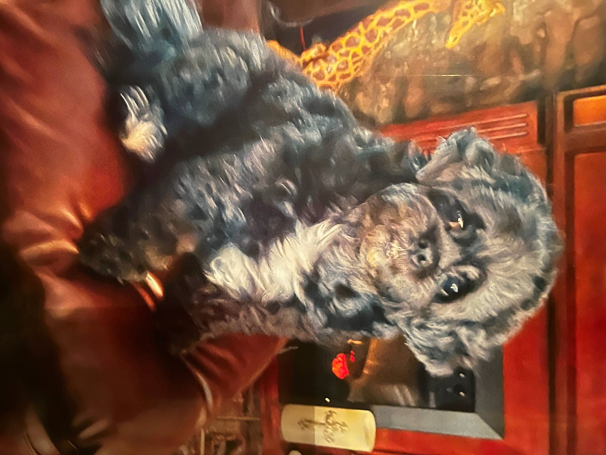 Dolly is registered to the contest to win money with this photo: companion_dog, dog_breed, felidae, fur, fur_clothing, schnauzer, small_to_medium_sized_cats, sporting_group, tail, toy, whiskers