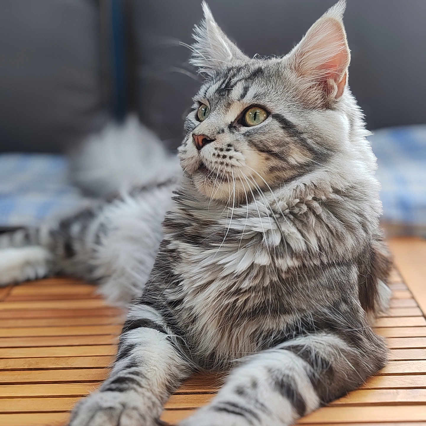 Uzack a rejoint le concours — aidez-le/la à gagner de superbes lots ! abyssinian, animal, architecture, building, cat, couch, deck, furniture, hardwood, house, housing, kitten, manx, pet, plywood, porch, wood