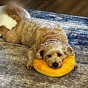 Cooper is registered to the contest to win money with this photo: dog, curly_fur, yellow_toy, plush_toy, carpet, rug, wooden_floor, indoor, pet, resting, laying_down, brown_dog, fluffy, cute, animal, comfort, relaxed, home, cozy, toy